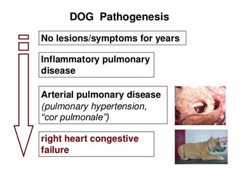 Dirofilaria repens immitis patogeneza si clinic 2