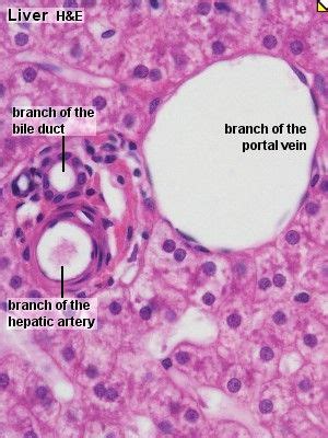 Pin on Histology - Liver