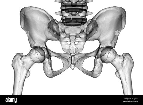 Anatomy of the pelvis bones, illustration Stock Photo - Alamy