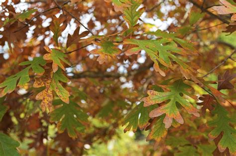 What Is A White Oak Tree: Learn About White Oak Trees In The Landscape | Gardening Know How