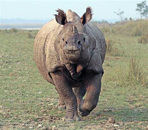 Rhinoceros | Lifestyle & Behavior + Habitat + Facts | - Science4Fun