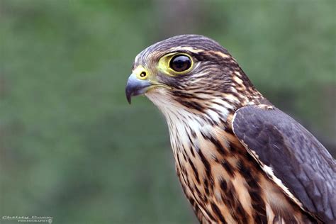 Merlin Falcon by Chelsey-Dunn on DeviantArt