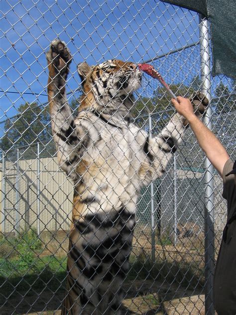 Bengal Tiger Eating | Flickr - Photo Sharing!