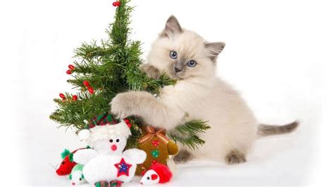 Christmas Cat Wallpaper Computer | Wallpapers HD