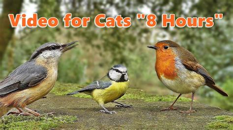 Videos for Cats to Watch - Bird Fun * 8 HOURS * - YouTube