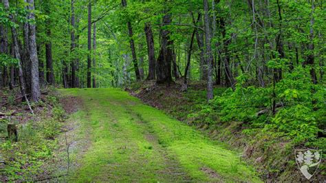 Duke Forest Zoom Backgrounds – Duke Forest