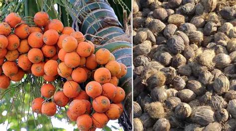 Types of Palm Fruits (With Pictures and Names) - Identification Guide