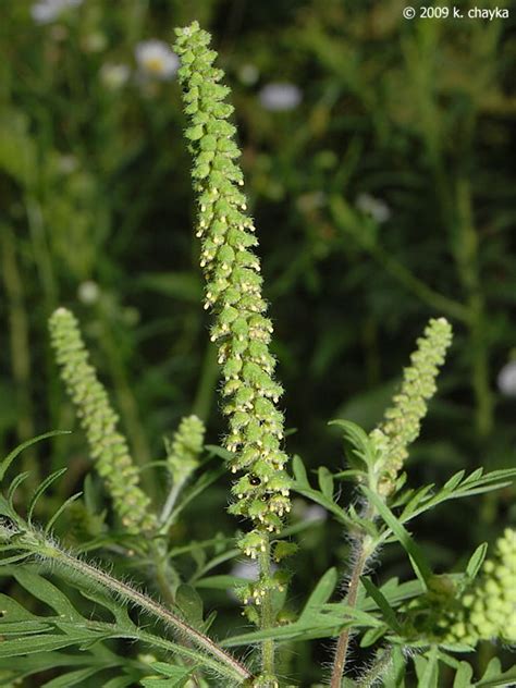 Ambrosia artemisiifolia (Common Ragweed): Minnesota Wildflowers