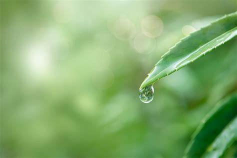 Water drop leaf macro shot | Premium Photo - rawpixel