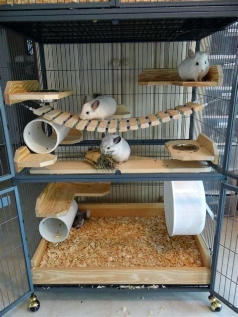 How To Set Up A Home That Your Pet Chinchilla Will Love | Petsourcing ...