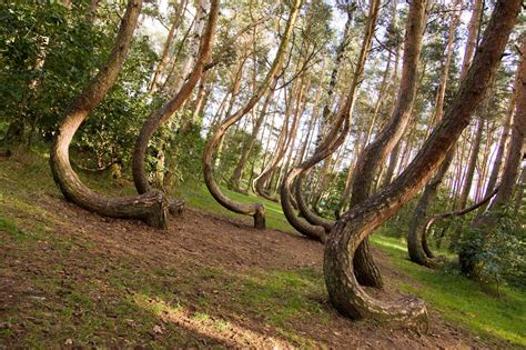 Crooked Forest in Poland: Is There an Answer to the Mystery?