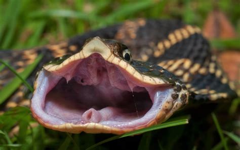 140+ Funny Snake Names That Are Utterly Hissterical - PetMag