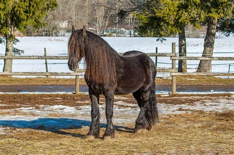 Black Forest Horses: Breed Profile, Photos and Care - Seriously Equestrian