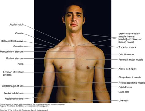 Male Upper Torso Anatomy : levelup | Avi Chetri Concept Art / There are ...