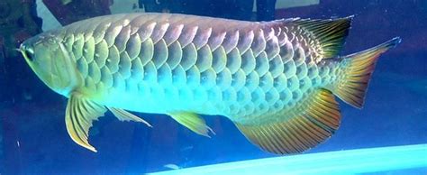 Arowana Care: Compelete Guide On Types, Tank Size, Diet & More