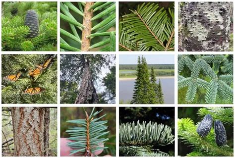 17 Different Types of Fir Trees & Their Identifying Features