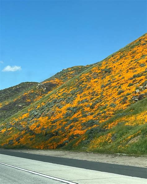 Super Bloom 2023: Photos From Space To A Bug's Eye View | Lake Elsinore, CA Patch