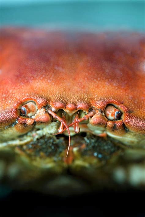 A Crab close-up Of The Eyes And Mouth Photograph by Jamie Watson - Fine Art America