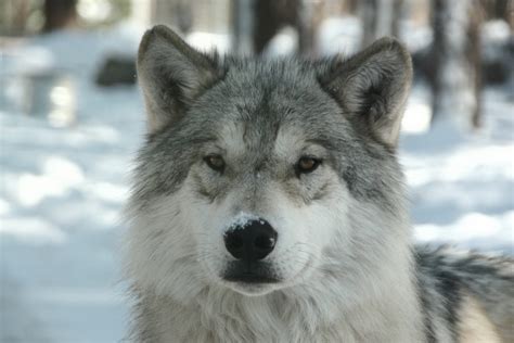 Arctic Wolf - Facts, Diet & Habitat Information