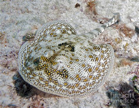 Yellow Stingray In Caribbean Sea Photograph by Karen Doody