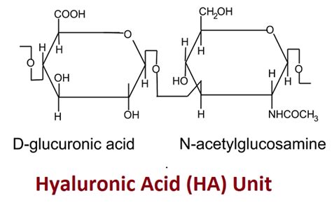 Hyaluronic Acid - Javatpoint