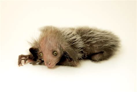 Look at This Super Rare (And Weird) Animal Born at the Denver Zoo