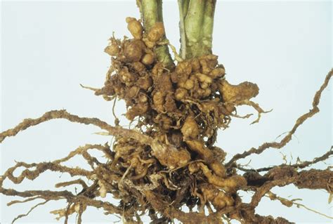 Celery root knot nematode (254)