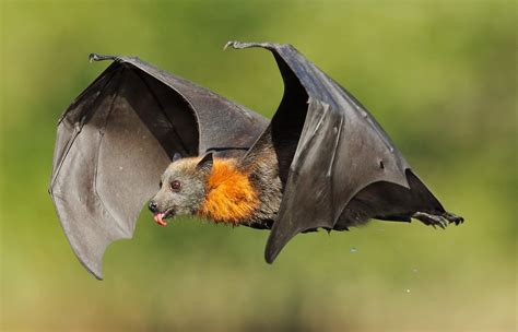 Are flying foxes dangerous? Where can fruit bats be found?