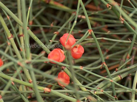 Ephedra sinica, Ma Huang - Seeds - plants - dried herbs