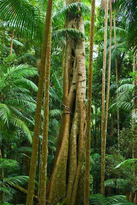 Australian Rainforest Plants - Plants BC