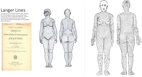 Figure 1 from Biodynamic Excisional Skin Tension (BEST) Lines ...