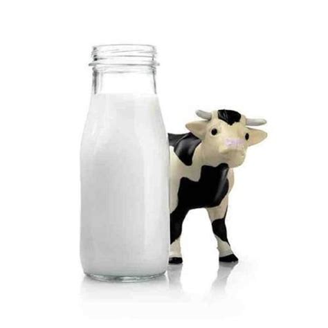 Natural A Grade Fresh Healthy Protein Nutrition Low Fat Carbohydrate Raw Cow Milk Age Group ...