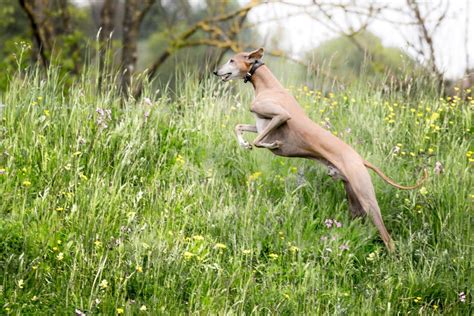 Azawakh running free | Smithsonian Photo Contest | Smithsonian Magazine