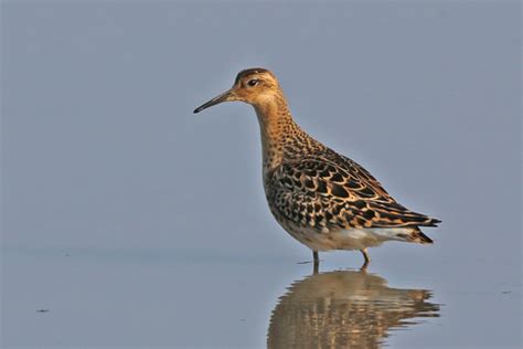 Ruff | The Wildlife Trusts