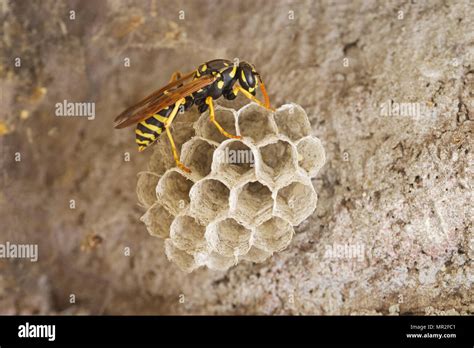 paper wasp on small wasp nest Stock Photo - Alamy