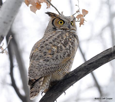 NeoVista Birds and Wildlife: Great Horned Owls: Heating Up In Frozen Utah