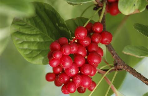 Schizandra: One Food, So Many Benefits - thedigestersdilemma.com