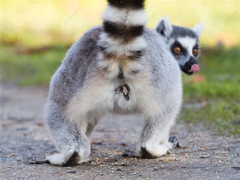 Ring Tailed Lemur Lemur Cattaselective Focus Lemur Tail Lemuridae Photo Background And Picture ...