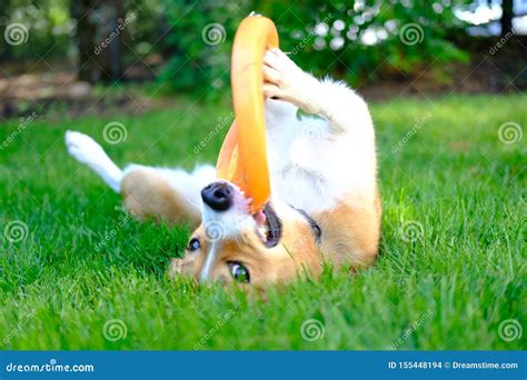 Dog with Frisbee stock photo. Image of suburban, animal - 155448194