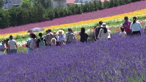 Lavender fields in Hokkaido, Japan - YouTube