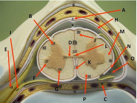 Spinal Cord Histology Cross Section Spinal Cord Spina - vrogue.co