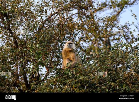 Gray Langur Monkey in the Ranthambore National Park, India Stock Photo ...