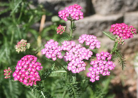 Growing Yarrow - Parsley Post