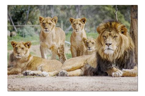 Lion Family with Male & Cubs in Natural Setting 9004237 (20x30 Premium ...