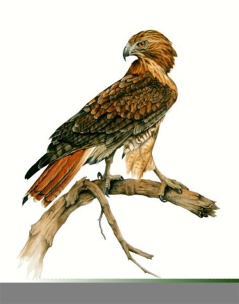 Red Tail Hawk Clipart | Free Images at Clker.com - vector clip art ...