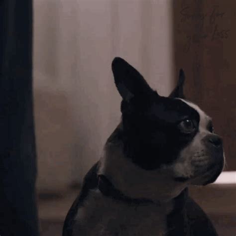 Season 1 Dog GIF by Sorry For Your Loss - Find & Share on GIPHY