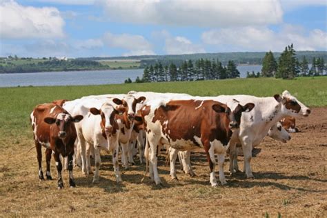 Ayrshire Cattle: Facts, Origin & History (with Pictures) | Pet Keen