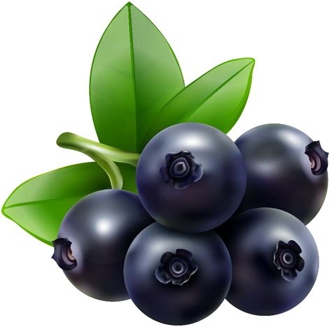 Download High Quality blueberry clipart fruit Transparent PNG Images ...