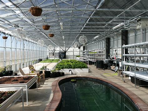 How to Build an Aquaponics Greenhouse | 7 Helpful Steps (2024)