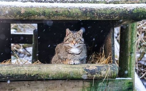 Belfast Zoo animals enjoy first snow of 2024